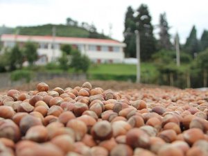 Fındıkla ilgili açıklamalar üreticileri sevindirdi