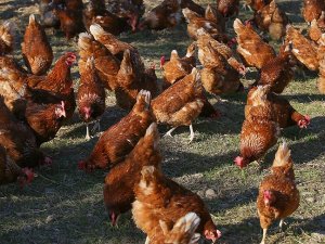'Rusya'ya tavuk ihracatı iç pazar fiyatlarını etkilemeyecek'