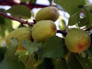 Kayısıda rekolte beklentisi yüksek