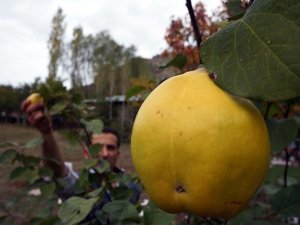 Türkiye'nin Rusya'ya ayva ihracatı 2 kat arttı